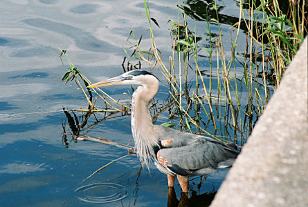 [A large bluebird standing in water.]